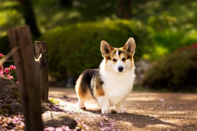 Étalon Welsh Corgi Pembroke - CH. Star's spirit talisman des Contamines