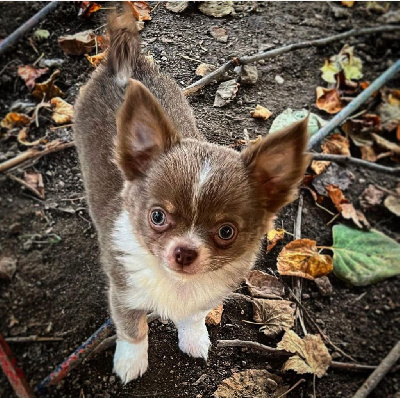 Étalon Chihuahua - Toopee Du Rêve Des Lutins