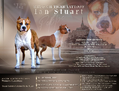 Étalon American Staffordshire Terrier - CH. tiger tattoo's Ian stuart