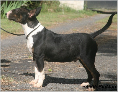 Étalon Bull Terrier - razels bull Archibal