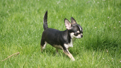 Étalon Chihuahua - Tinny toons Des Lutins Sauvages