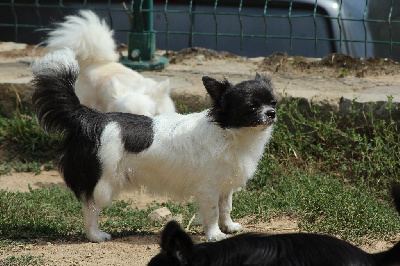 Étalon Chihuahua - Serguei Du Royaume D'Unik