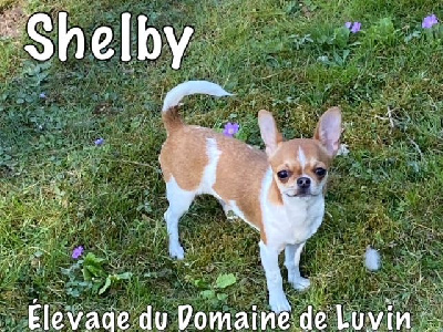 Étalon Chihuahua - Shelby Du Domaine De Luvin