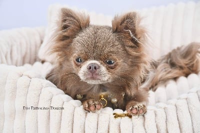 Étalon Chihuahua - Diamondskane Tiny boy
