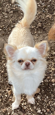 Étalon Chihuahua - Teddy du domaine des roches rouges