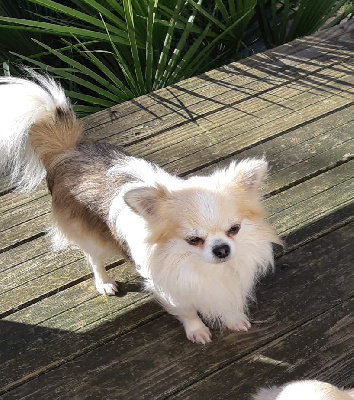 Étalon Chihuahua - Paddy du Domaine des Petits Samouraïs