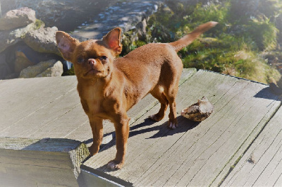 Étalon Chihuahua - Toscane (dit tokyo) des petites merveilles d aurore