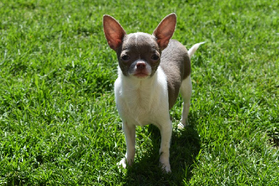 Étalon Chihuahua - Temperance de l'elixir d'amour