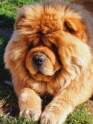 Étalon Chow Chow - Rita des oursons de comolas (Sans Affixe)