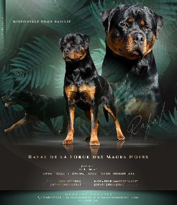 Étalon Rottweiler - Rafal De La Force Des Mages Noirs