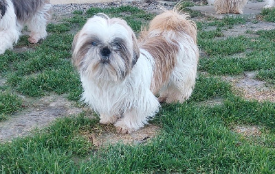 Étalon Shih Tzu - Rose du domaine de sainte gladyce