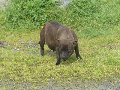 Étalon Staffordshire Bull Terrier - Sunny Land van mechelaar