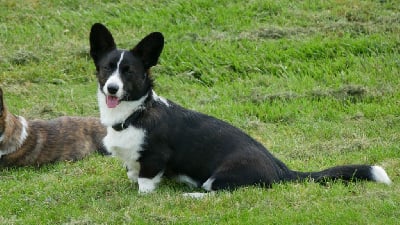 Étalon Welsh Corgi Cardigan - wind of mirakles Annika frisk