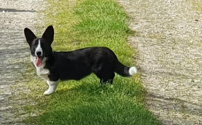Étalon Welsh Corgi Cardigan - Tao les cités d'or De La Légende De Jupiter