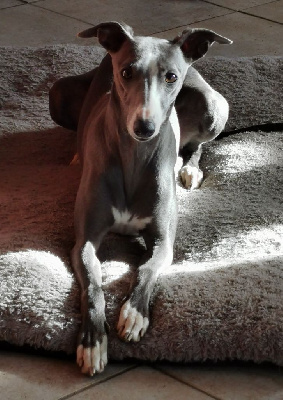 Étalon Whippet - Shadow du bois de Roquelaure