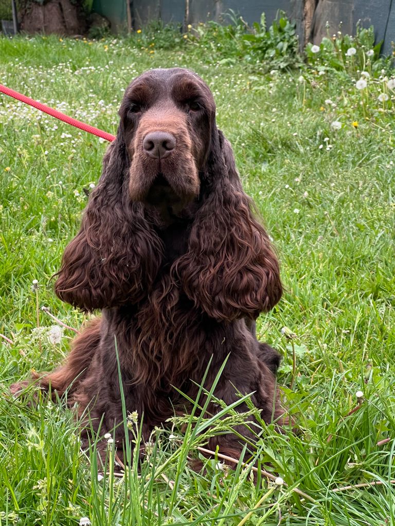 Chien Cocker Spaniel Anglais Sunshine Des Coleres De Zeus Chien Cocker Spaniel Anglais Sunshine Des Coleres De Zeus