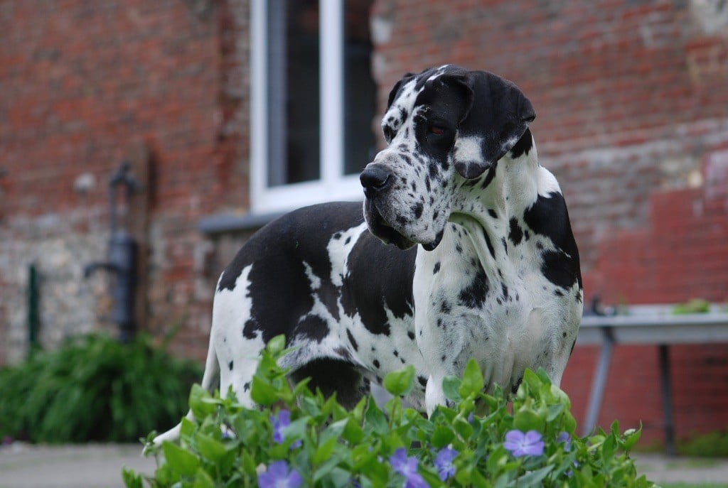 Les Dogue allemand de l'affixe   Marvel World Dog