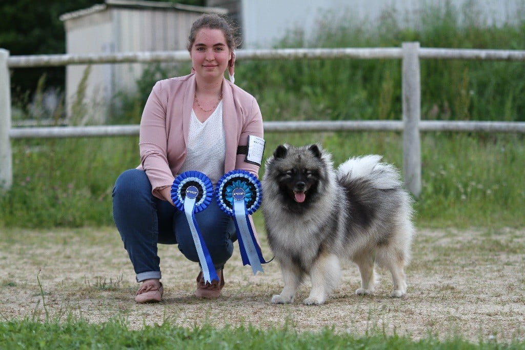 Les Spitz allemand de l'affixe   Of Silver Howls