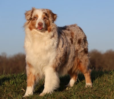 Étalon Berger Australien - Rancho santa margarita Des Collines d'Iowa