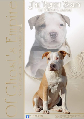 Étalon American Staffordshire Terrier - The perfect beauty Of Ghost's Empire