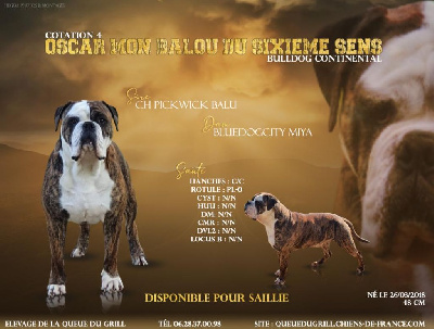 Étalon Bulldog continental - Oscar mon balou du sixieme sens
