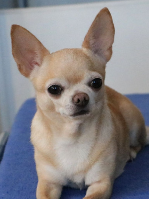 Étalon Chihuahua - Voxel Ux Nightingale