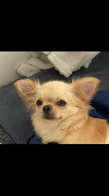 Étalon Chihuahua - Sisi (Sans Affixe)