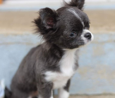 Étalon Chihuahua - Una bella des Petites Etoiles de Pégase