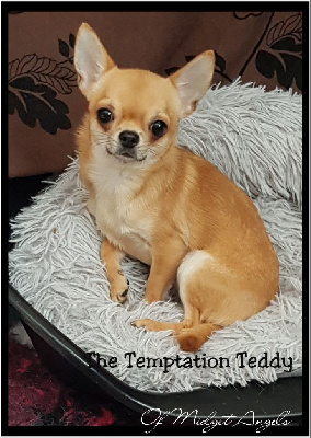 Étalon Chihuahua - The temptation teddy Of Midget Angel's