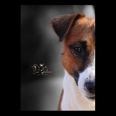 Étalon Jack Russell Terrier - Baci di sutri