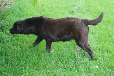 Étalon Labrador Retriever - Ostine du verger de la placette