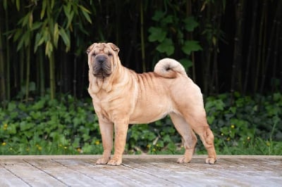 Étalon Shar Pei - Inner Pei’s Twinkle twinkle little star