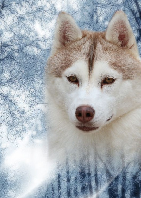 Étalon Siberian Husky - CH. Northem wild magic of Nordic Forest