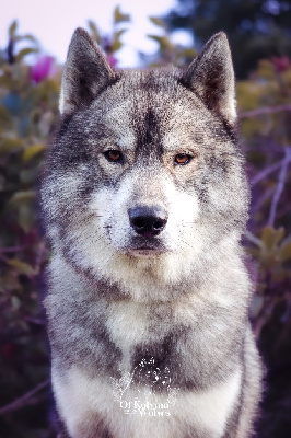 Étalon Siberian Husky - River Of Kolyma Wolves