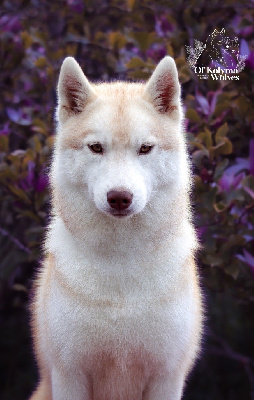 Étalon Siberian Husky - Tenakee Of Kolyma Wolves