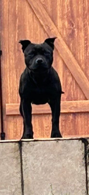 Étalon Staffordshire Bull Terrier - Satori edith black pearl de Fambuena Didaho
