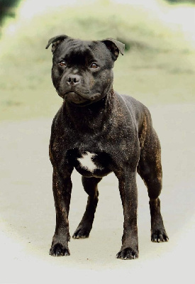 Étalon Staffordshire Bull Terrier - Divastaffs Resident evil survivor