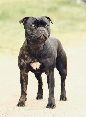Étalon Staffordshire Bull Terrier - Divastaffs Roxanne