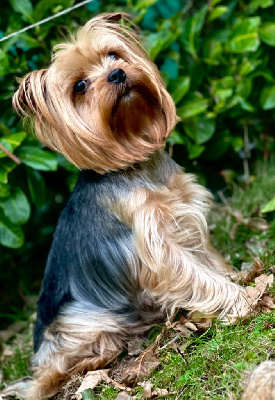 Étalon Yorkshire Terrier - Pandora (Sans Affixe)