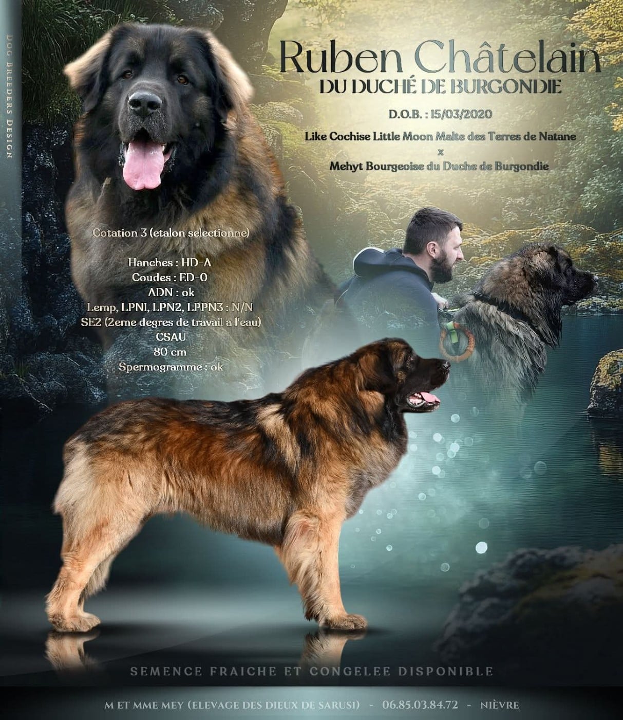 Les Leonberger de l'affixe   Des Dieux De Sarusi