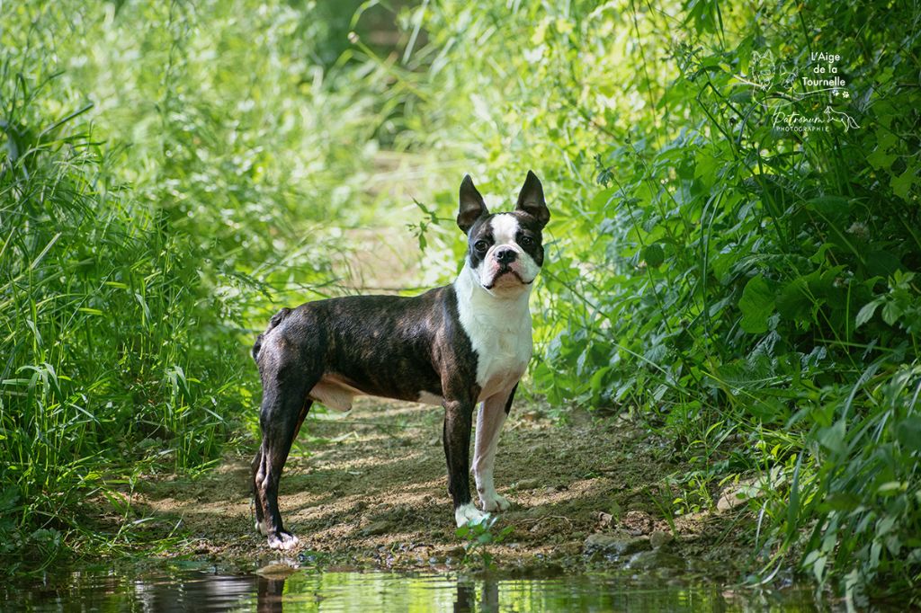 Les Boston Terrier de l'affixe   L'aige de la tournelle