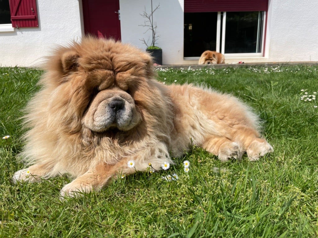 Les Chow Chow de l'affixe   De Yuán Fang
