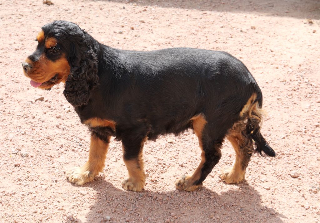 Les Cocker Spaniel Anglais de l'affixe   De la crique du Flojule
