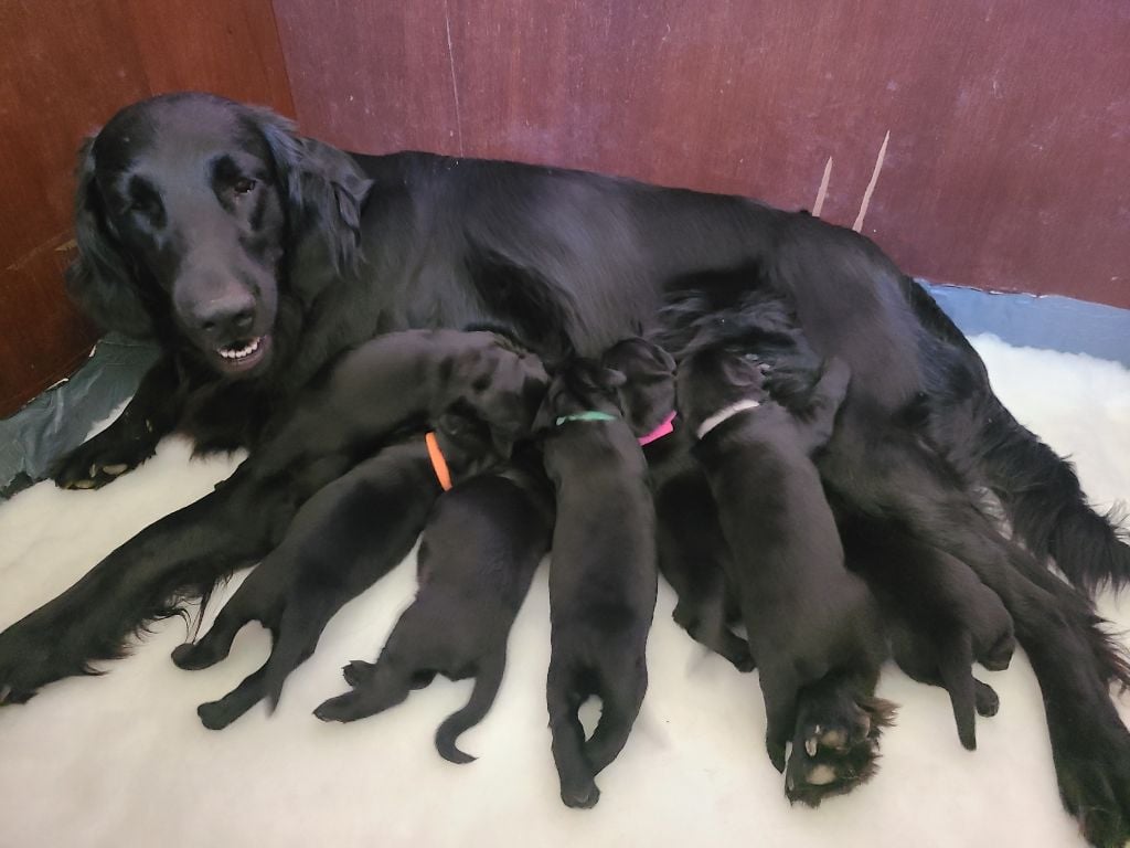 Les Flat Coated Retriever de l'affixe   de Joyenval