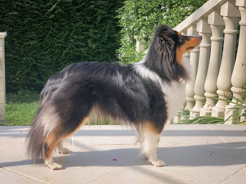 Les Shetland Sheepdog de l'affixe   Melba's Guardians