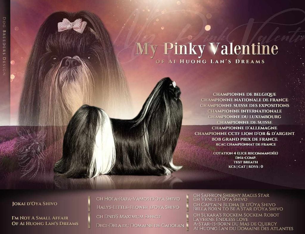 CH. My Pinky Valentine Of A&iuml; Huong Lan&rsquo;s Dreams et son palmar&egrave;s international