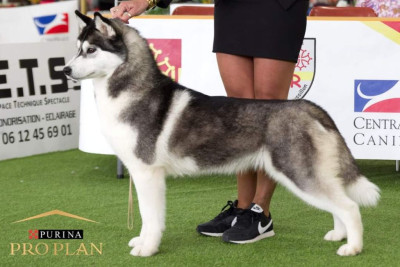 Étalon Siberian Husky - Santa giulia of nashkaia