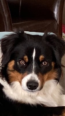 Scott Des Rêves De Lilou
