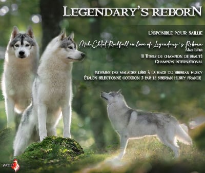 Étalon Siberian Husky - CH. Rockfall inlove *isha* Of Legendary's Reborn