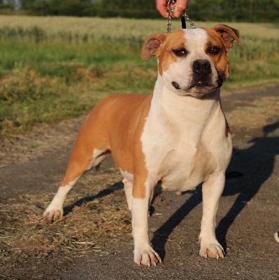 Étalon American Staffordshire Terrier - Pearl of Atomic Dog